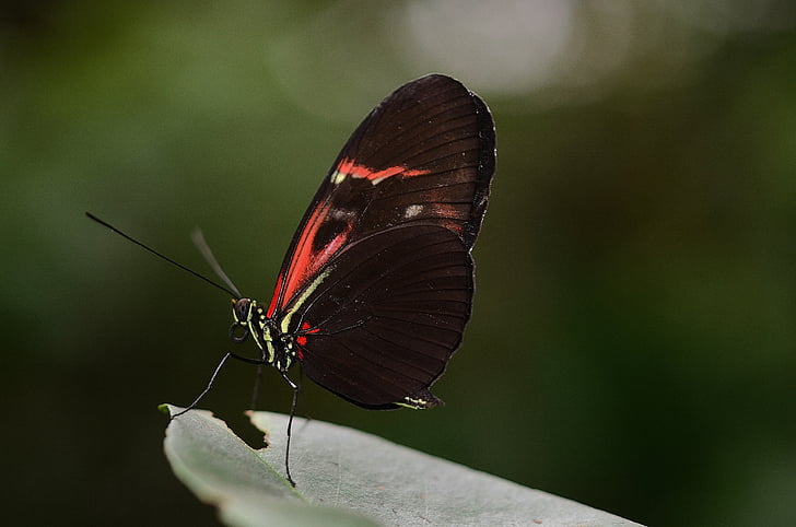 motýľ, zviera, hmyzu, voľne žijúcich živočíchov, lietať, makro, krídla