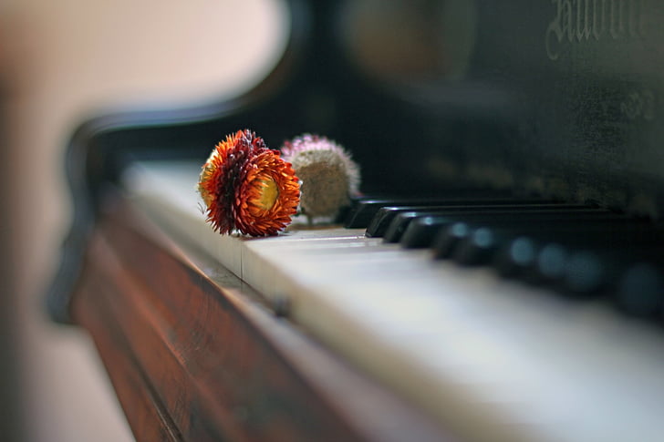 đàn piano, Hoa khô, đồ cổ, khí quyển, nông sâu của trường, Melancholy, cổ điển