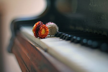 piano, dry flowers, antique, atmospheric, shallow depth of field, melancholy, classical