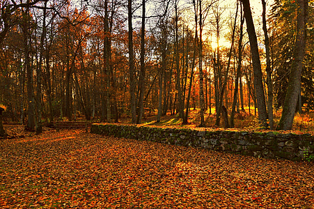 Leaf, Sunshine, Forest, strom, Švédsko, Vonkajší, Príroda