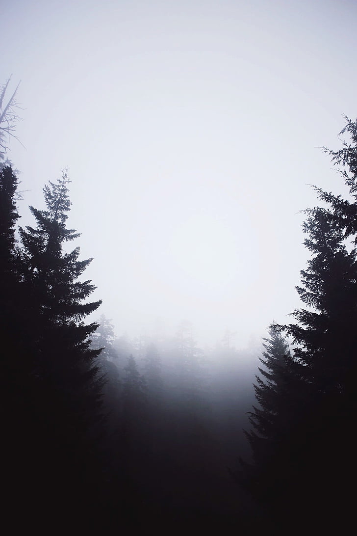 pine, trees, foggy, sky, forest, dark, mystical