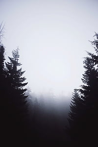 furu, trær, tåkete, himmelen, skog, mørk, mystiske