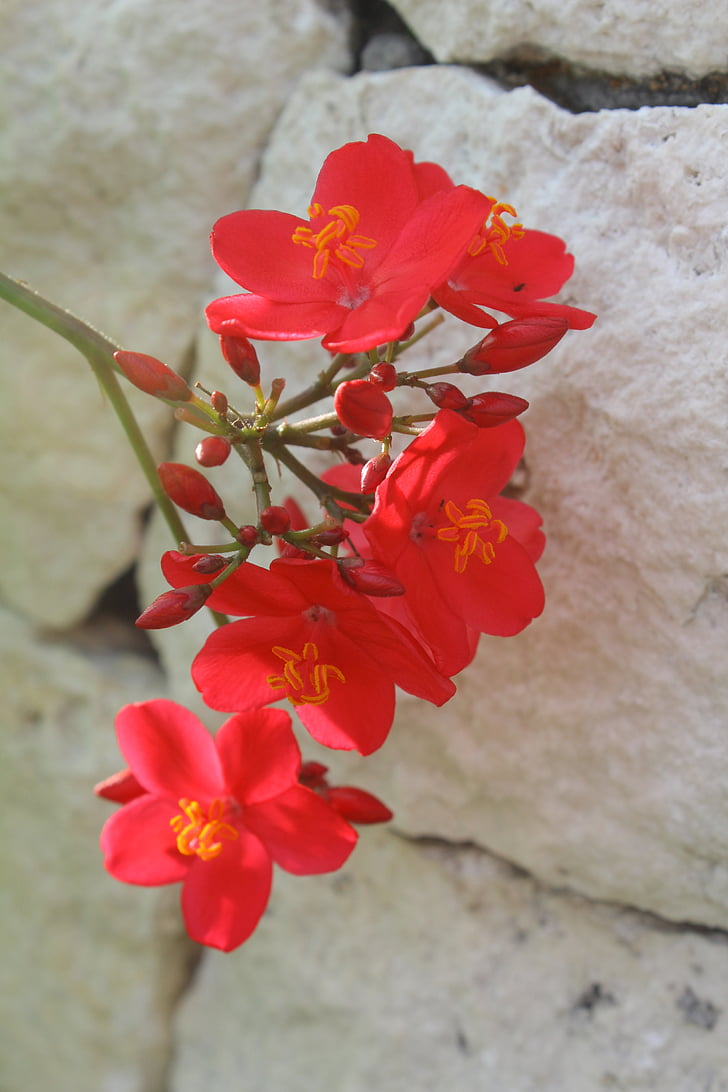 lebar cm sala, sarkanu ziedu, puķe, daba