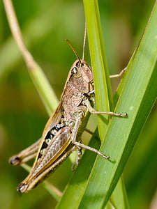 desert locust, insect, macro