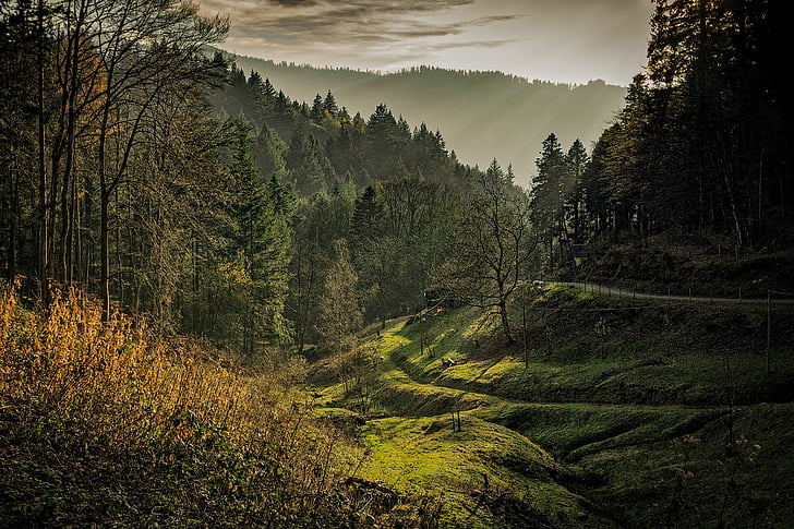 Schwarzwaldin, Dawn, Päivänvalo, ympäristö, Metsä, ruoho, maisema