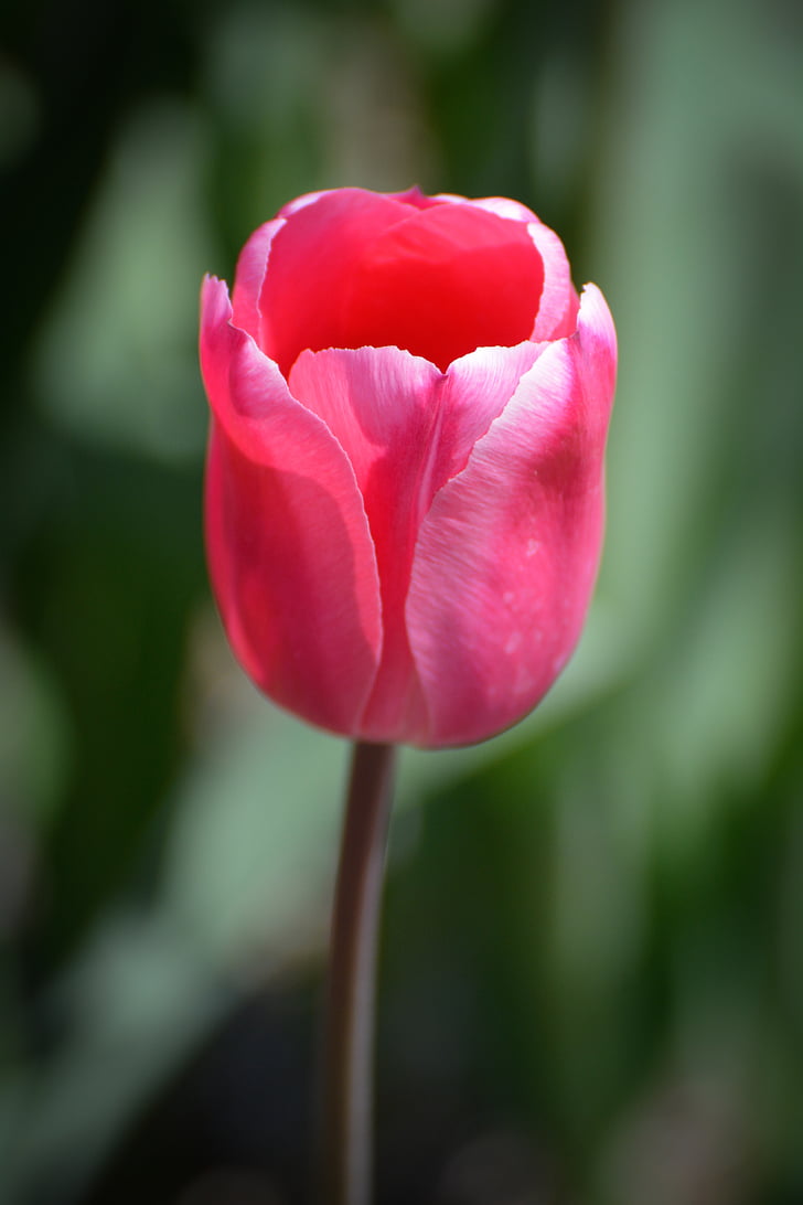 tulipes, flor, Holanda