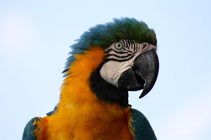 Ara papukaija, sininen macaw, papukaija päänsä, eksoottinen lintu