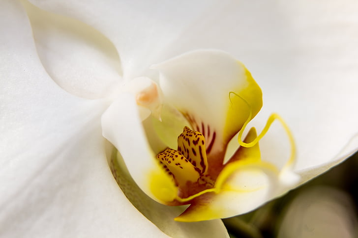 orhideja, bijeli, phalaenopsis, cvijet, leptir orhideja, cvijet, cvatu