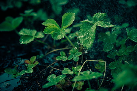zelená, rostliny, listy, Příroda, Rosa, déšť, kapky