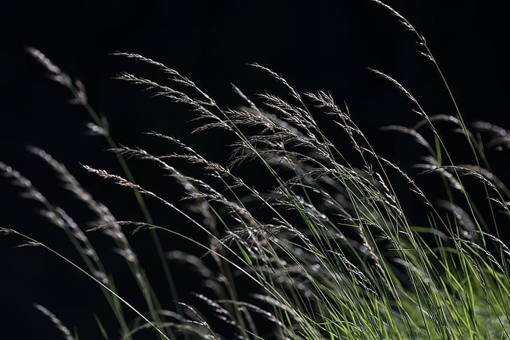 Trava Grasses-grass-meadow-nature-preview