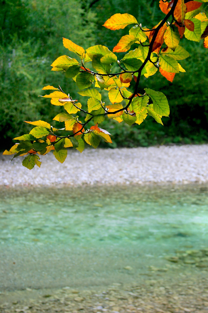 Rakousko, Attersee, podzim, jezero, Příroda, listy, zelená