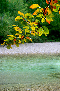 Avstrija, regiji Attersee, jeseni, jezero, narave, listi, zelena
