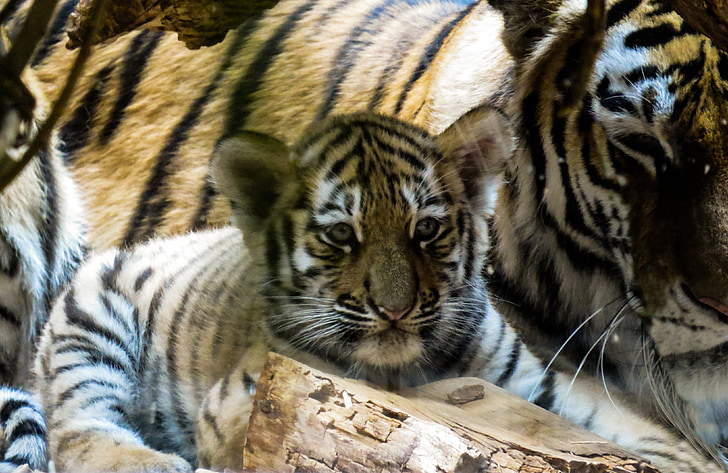 Tygrys, młody, młode zwierzę, Tygrys cub, dziki, ładny, ogród zoologiczny