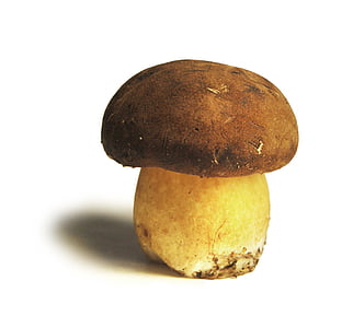 Boletus, close-up, food, fungus, mushroom, public domain images