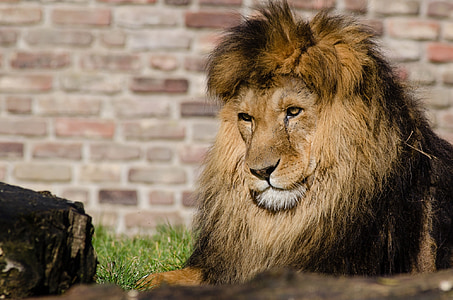 african lion, feline, big cat, wildlife, nature, predator, looking