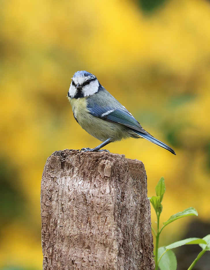 blue tit, garden bird, bird, small, yellow, blue, cute