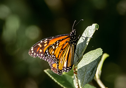 蝴蝶, 昆虫, 大, 橙色, 黑色, 模式, 野生