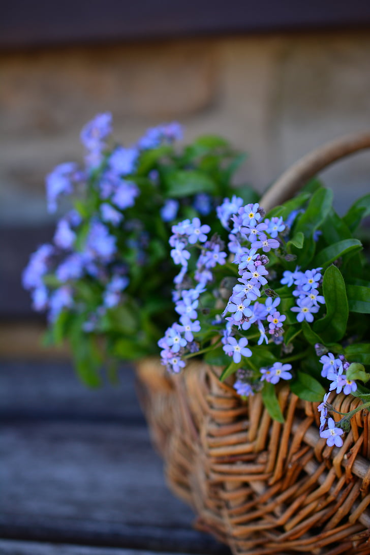 forget me not, flowers, flower basket, spring, myosotis, floral arrangement, robbery-leaf plant