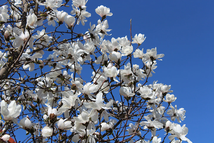 бяло и синьо, небе, цветя, дърво, Пролет, синьо небе, настроение