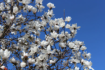 白色蓝色, 天空, 花, 树, 春天, 蓝蓝的天空, 心情