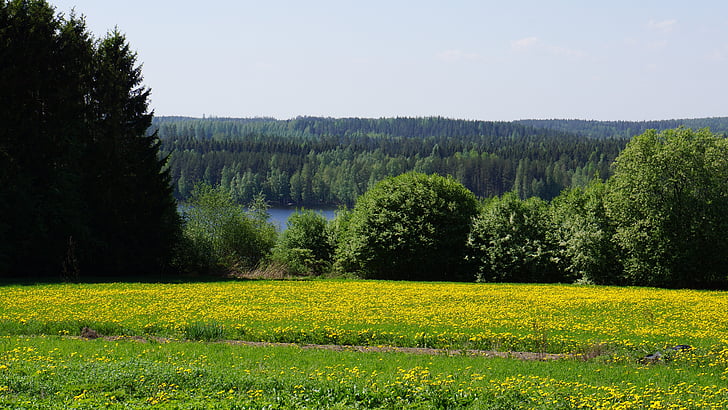 Finska, landskap, fältet, skogen tarvaanrannassa, voikukkapelto, sjön, försommaren