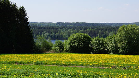finščina, krajine, polje, tarvaanrannassa gozd, voikukkapelto, jezero, zgodnje poletje