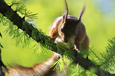 squirrel, beauty, animal, rodent, branch, walnut, jump