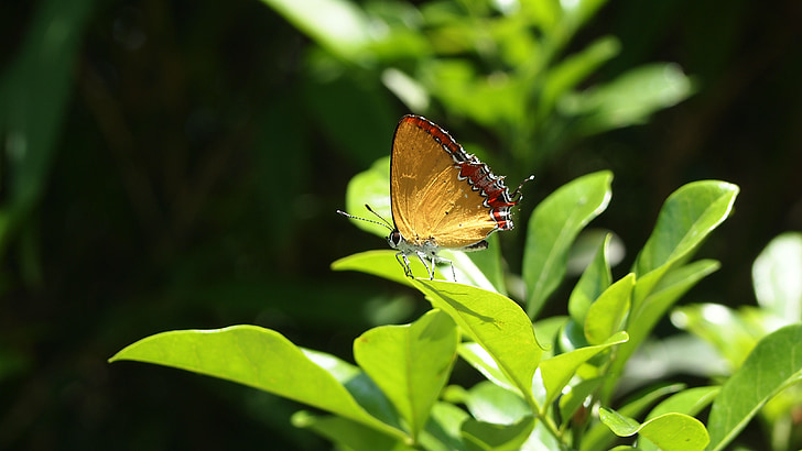 butterfly, light transmittance, foliage, natural