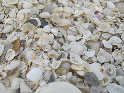 clams, sand, sea, shells, beach, water, edge of the sea
