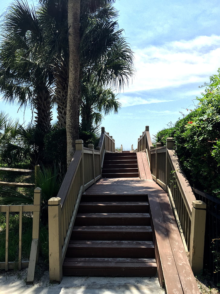 stairs, boardwalk, palm tree, vacation, access, footpath, nature