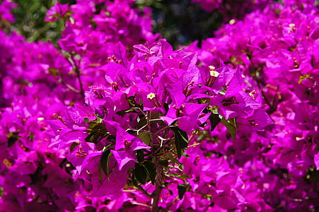 cluster, Bougainvillea, Flowers, Purple, flower, nature, fragility