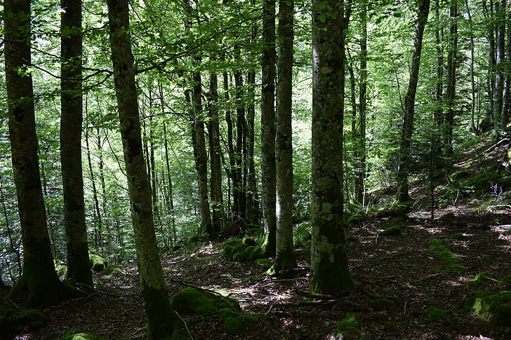 Les, stromy, strom, krajina, zelená, parku, Příroda