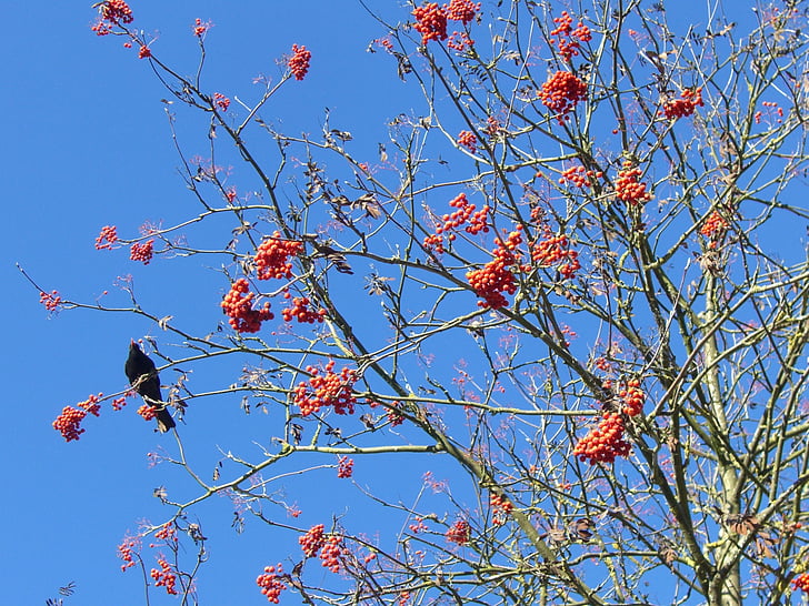blackbird, voghelbeerbaum, mountain ash, sky blue