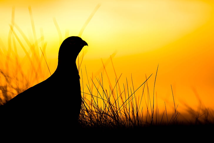Grouse, salida del sol, Escocia, observación de aves, desierto, temprano, naturaleza