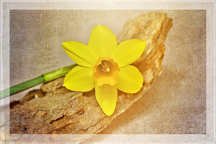 Narcis, žltá, kvet, rastlín, žltý kvet, kvet, kvet