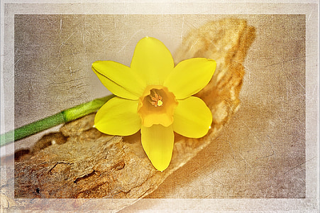Narcis, žlutá, květ, závod, žlutý květ, květ, Bloom