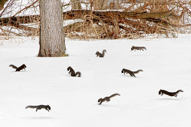 esquirol, Partit, s'escapoleixen, neu, l'hivern, gel, blanc