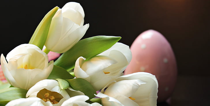 Tulpen, Tulipa, Paasei, roze Paasei, roze, wit, bloemen