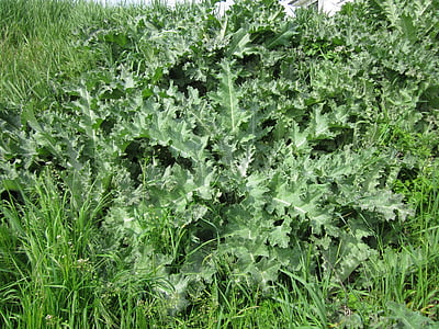 Onopordum acanthium, katoen distel, Schotse distel, Flora, plantkunde, stekelig, Distel
