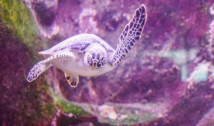 morska kornjača, tijekom, pod vodom, marinac, tropska, biljni i životinjski svijet, gmaz