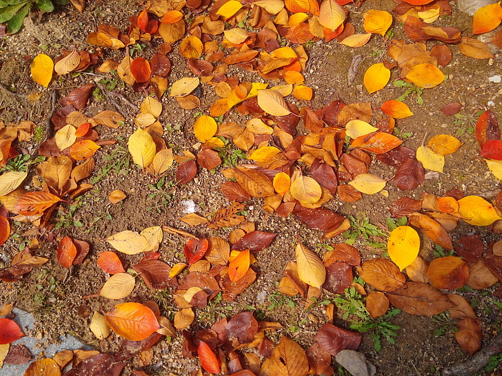 hösten, höstlöv, lämnar, landskap, Leaf, naturen, gul