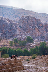 Jordanië, Petra, paard, landschappen, natuur