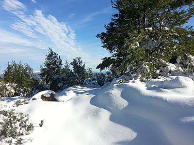 snow, winter, mountain, pine, cold, white, christmas