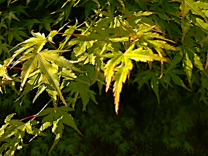 lišće, zelena, grana, biljka, biljke, list, Japanski javor