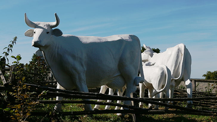 sculpture, cows, white