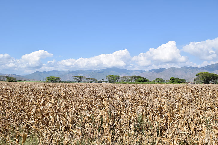 pole, kukurydza, uprawy, Rolnictwo, żniwa, ziarna, Latem