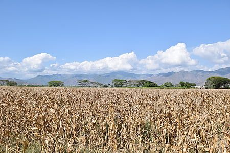 lauko, kukurūzų, auginimo, žemės ūkis, derliaus, grūdų, vasaros