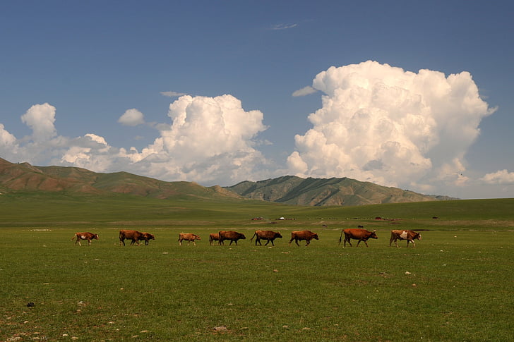 Mongolië, steppe, breed, wolken, koeien