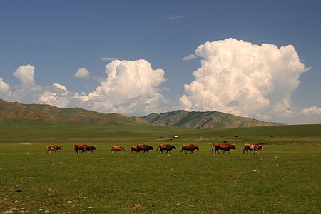 Mongólia, sztyepp, széles, felhők, tehenek