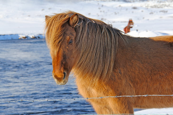 skaists, unikāls, piemīlīgs, nepāra, Islandiešu, zirgi, Reykjavik